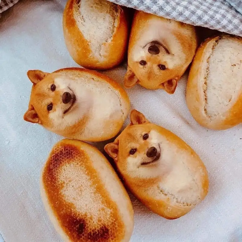 Cười xỉu với những phiên bản cheems meme cute dễ thương