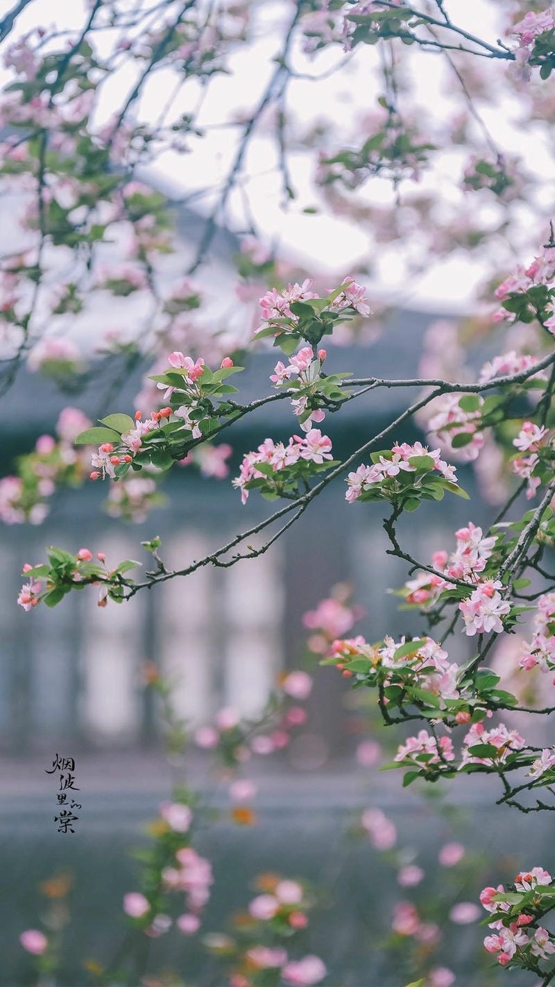 Tìm về hình nền hoa đẹp sang trọng