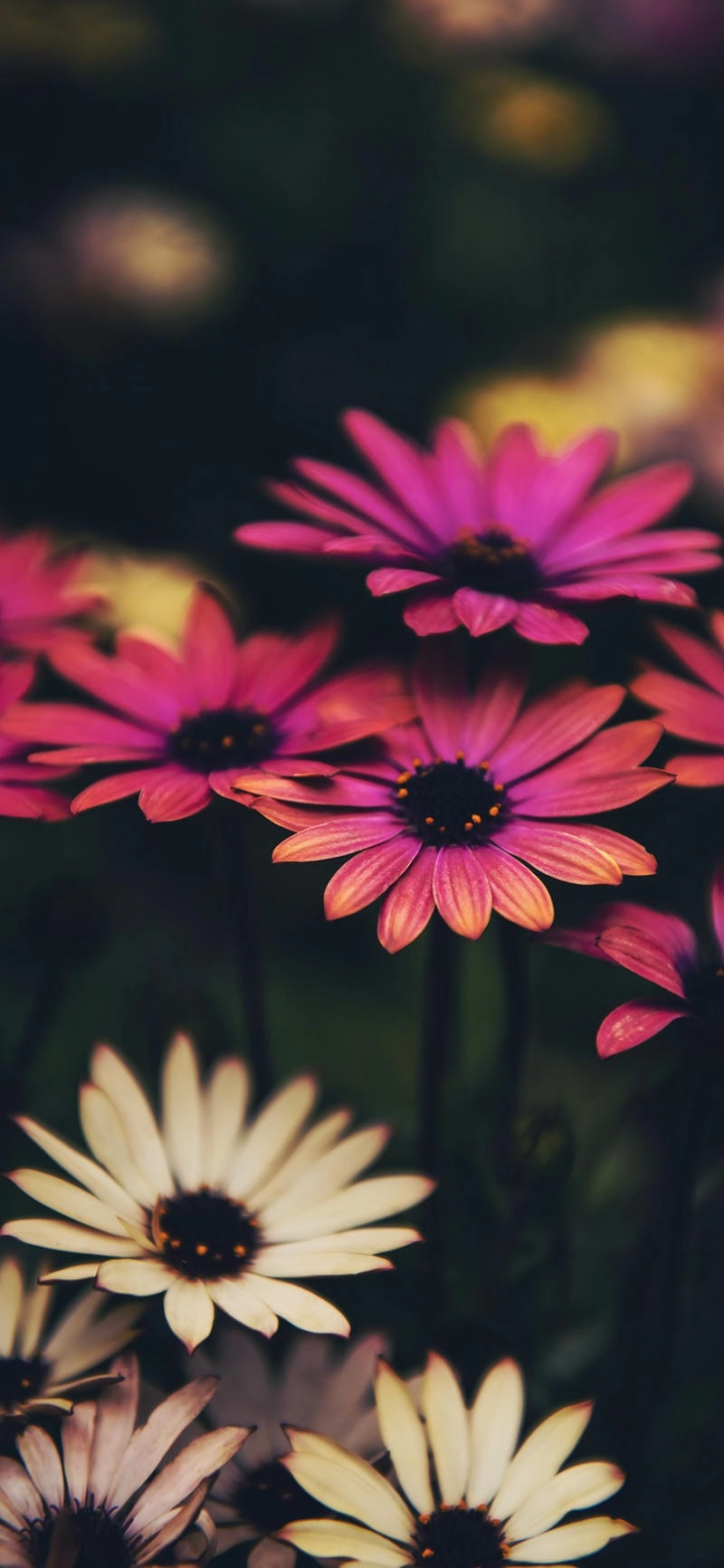 Chiêm ngưỡng vẻ đẹp hình nền hoa đẹp rực rỡ