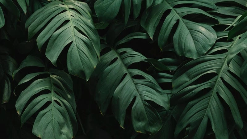 Gợi ý những bức hình nền lá cây dịu dàng