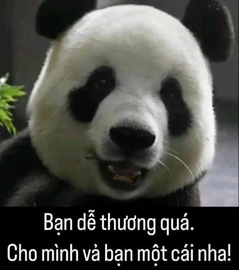 Khám phá hàng trăm hình nền meme đẹp độc lạ cực dễ tải