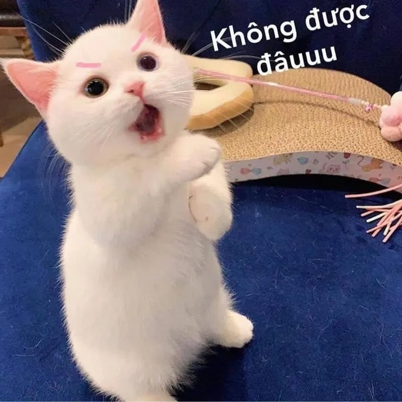 Bộ sưu tập hình nền memes siêu hài cho mọi phong cách