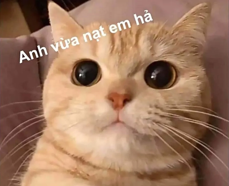 Thêm chút vui nhộn với hình nền meme hài siêu dễ thương
