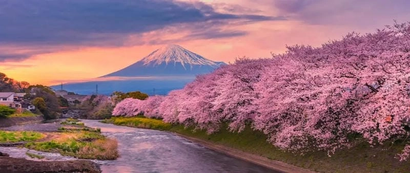 Tìm hiểu đôi nét giới thiệu về hoa anh đào Nhật Bản