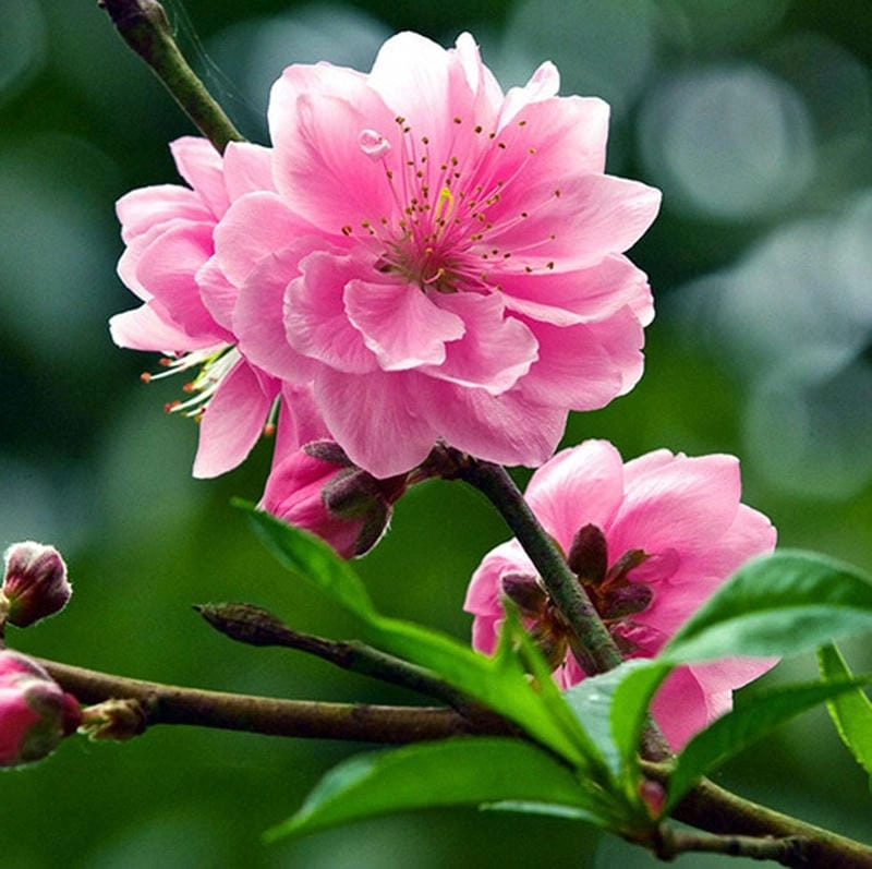 Thức dậy cùng vẻ đẹp hoa đào nở rộ