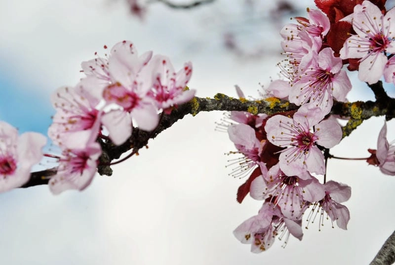 Gợi ý những bức hoa đào truyền thống