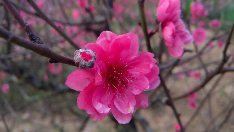 Ngắm nhìn vẻ đẹp hoa đào nghệ thuật