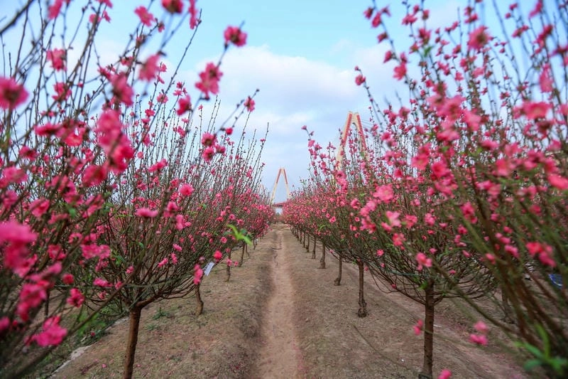 Sưu tầm những bức hoa đào lãng mạn