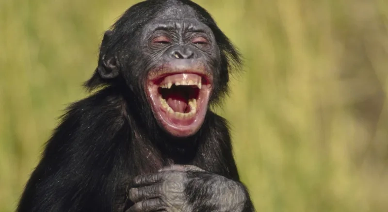 Nổi da gà với joker laughing meme cực chất đầy ấn tượng