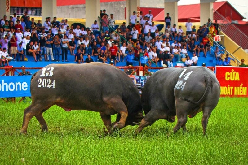 Tải ngay lễ hội chọi trâu ấn tượng