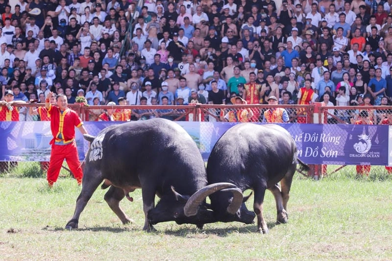 Chiêm ngưỡng vẻ đẹp lễ hội chọi trâu văn hóa