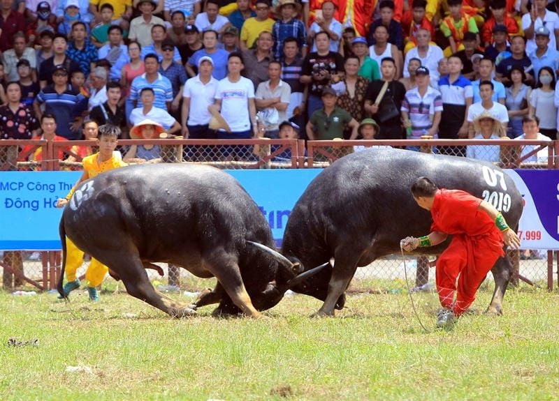 Lạc lối trong lễ hội chọi trâu đặc sắc