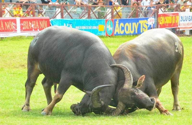 Ngắm nhìn vẻ đẹp lễ hội chọi trâu sôi động
