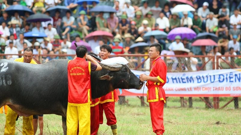 Cùng du ngoạn lễ hội chọi trâu độc đáo