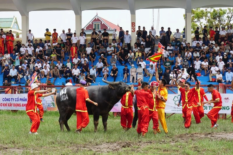 Lạc lối trong lễ hội chọi trâu hấp dẫn