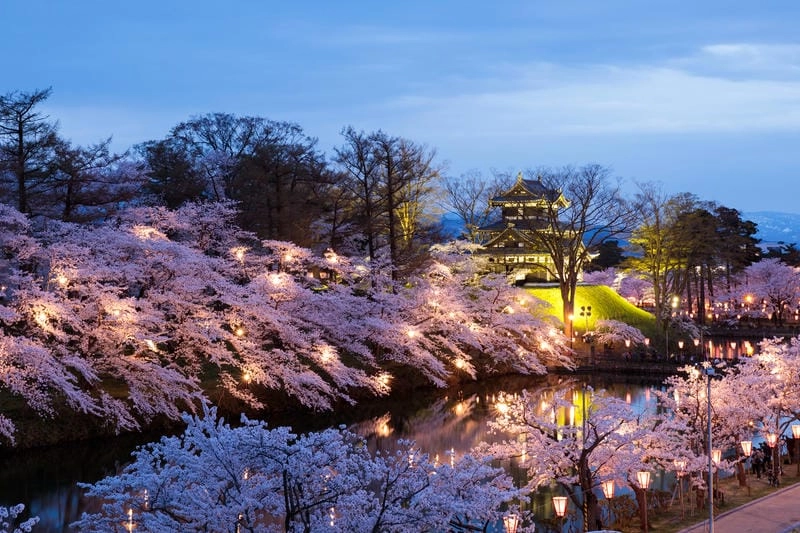 Tìm về lễ hội hoa anh đào huyền ảo