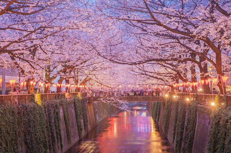 Săn những bức ảnh lễ hội hoa anh đào sôi động