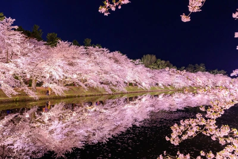 Sưu tầm những bức lễ hội hoa anh đào cuốn hút