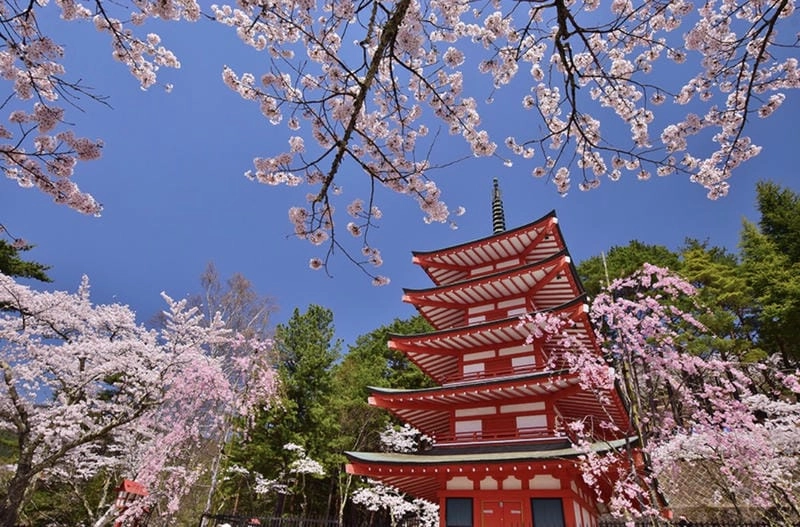 Cùng du ngoạn lễ hội hoa anh đào thơ mộng