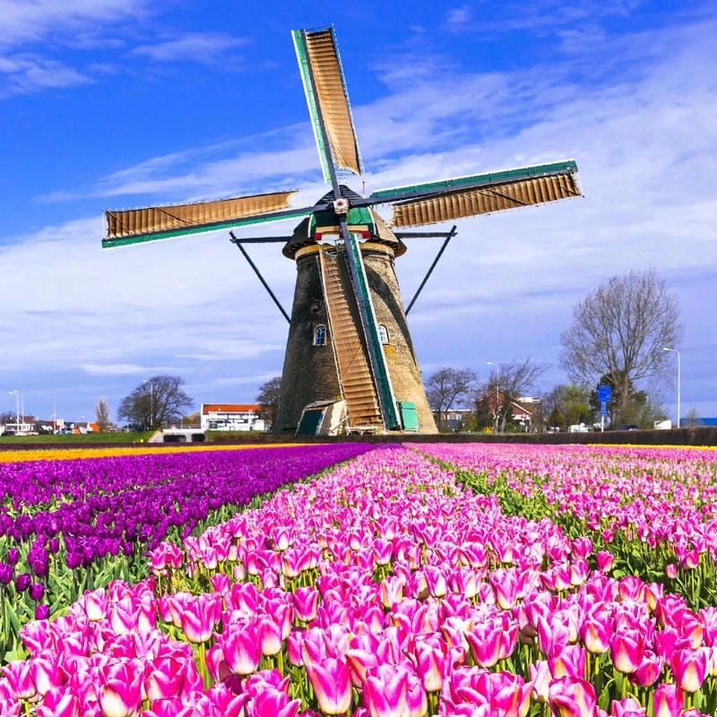 Tìm về lễ hội hoa Tulip hấp dẫn