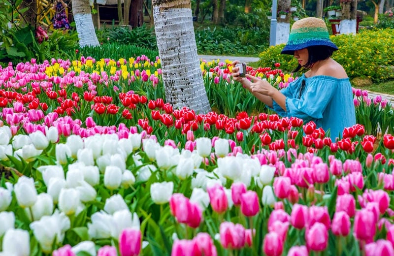 Tải ngay lễ hội hoa Tulip độc đáo