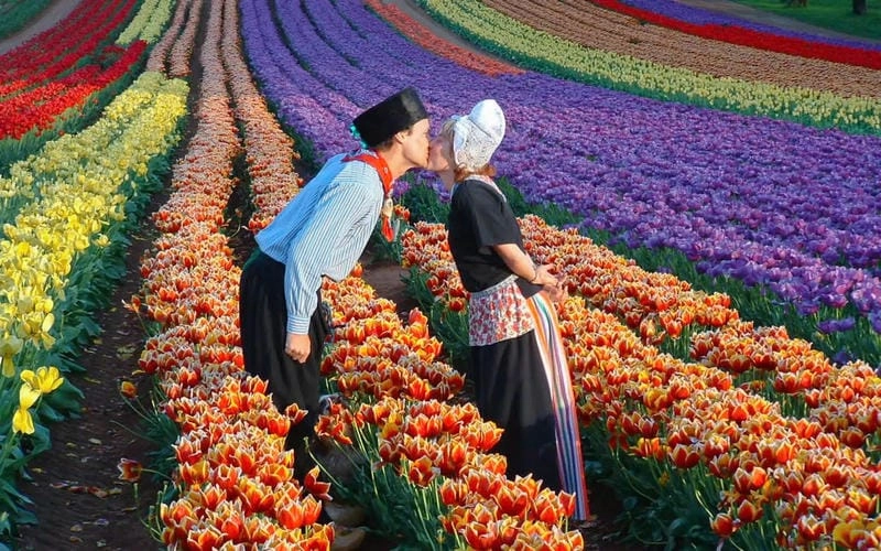 Tìm hiểu nguồn gốc và ý nghĩa lễ hội hoa Tulip