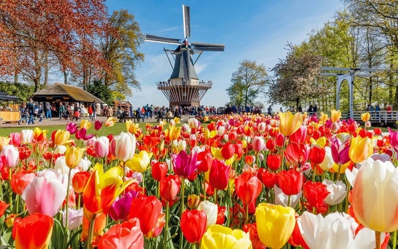 Khám phá các hoạt động chính của lễ hội hoa Tulip