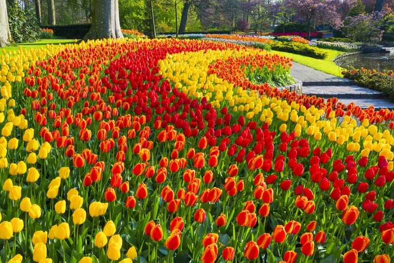Săn những bức ảnh lễ hội hoa Tulip sôi động