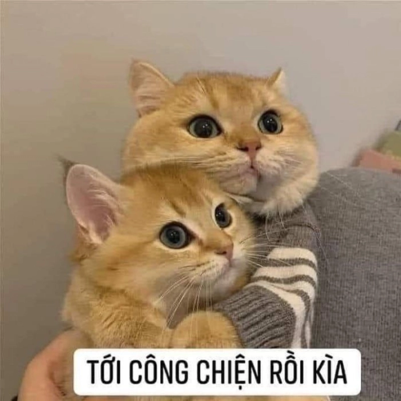 Meme an ủi là gì?
