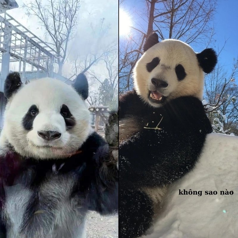 Gửi bạn một an ủi meme để ngày hôm nay bớt u sầu
