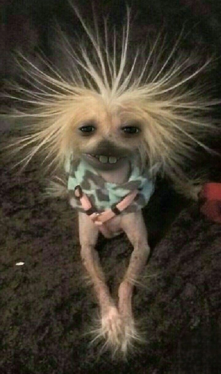 Thư giãn mỗi ngày cùng ảnh hài meme vui nhộn