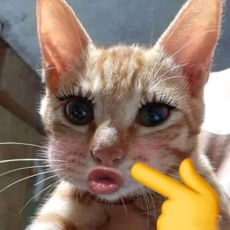 Bộ sưu tập hình meme hài hot nhất mạng xã hội