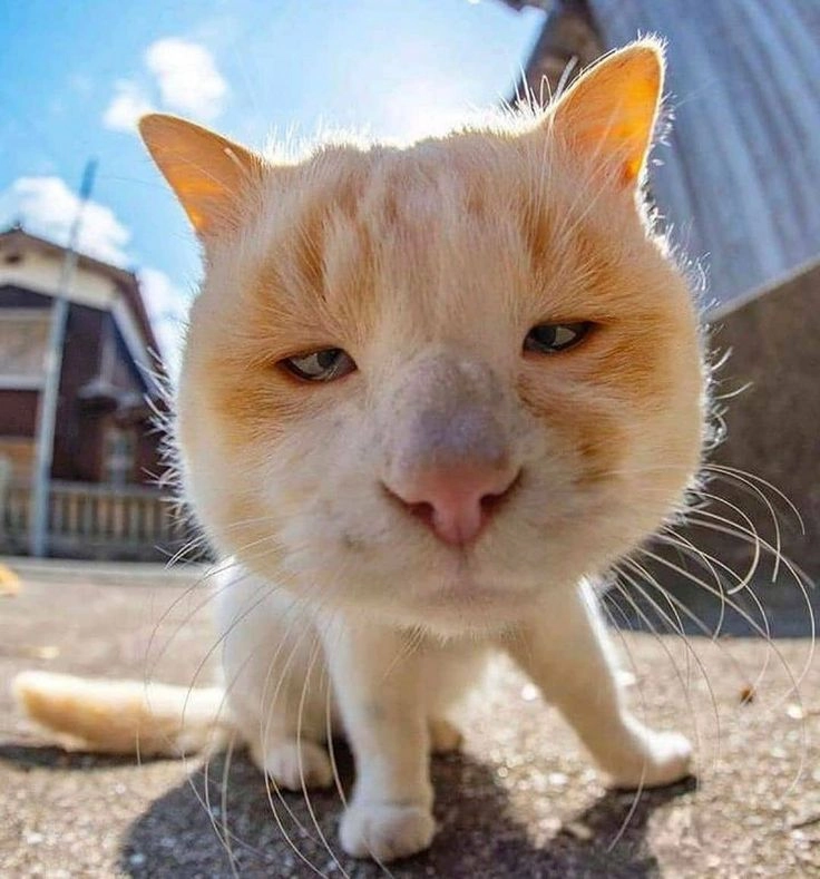 Đổi ảnh đại diện ngay với meme avatar hài siêu bá đạo