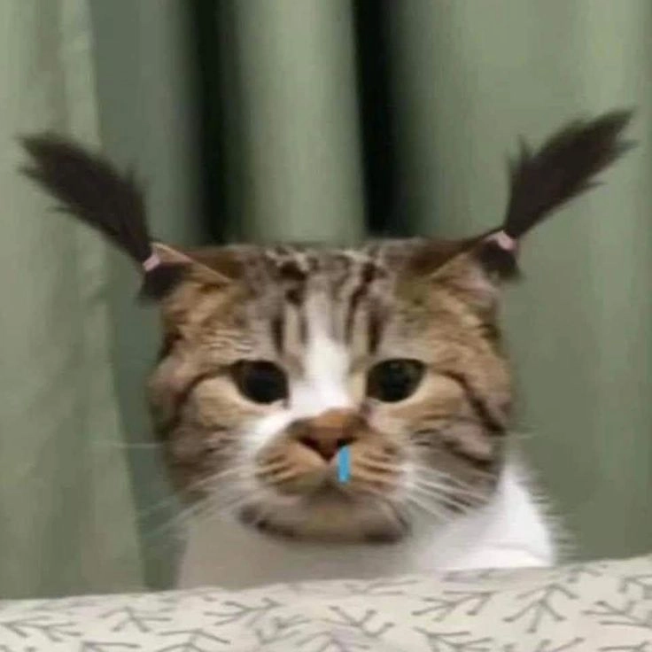 Khám phá bộ meme avatar hài hước khiến bạn cười lăn