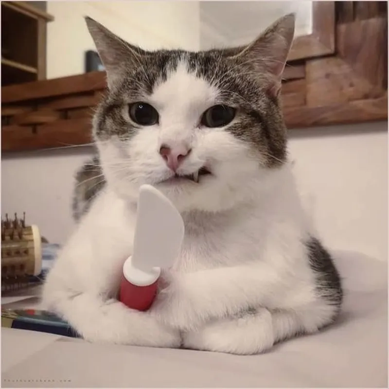 Bộ sưu tập meme mèo cầm dao hài hước khiến ai cũng buồn cười