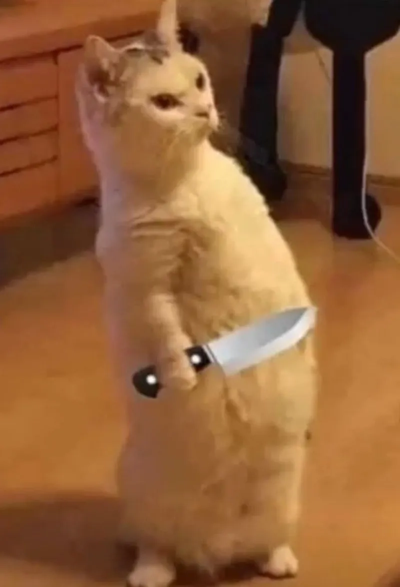 Cảnh báo độ dễ thương từ mèo cầm dao meme bá đạo