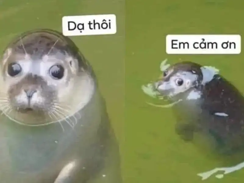 Sưu tầm ngay bộ sưu tập ảnh cảm ơn meme hot trend năm nay