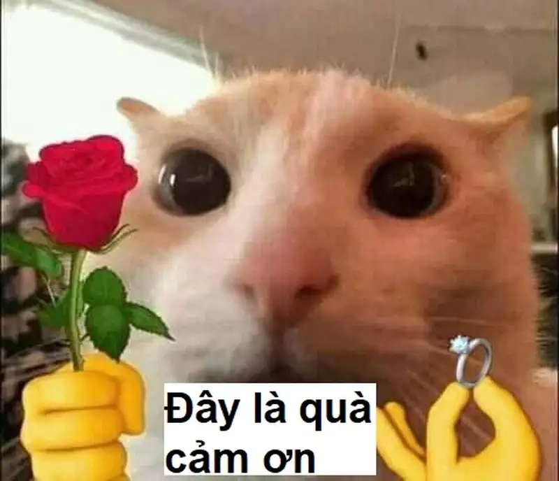 Tạo ấn tượng khó quên bằng hình meme cảm ơn phong cách mới