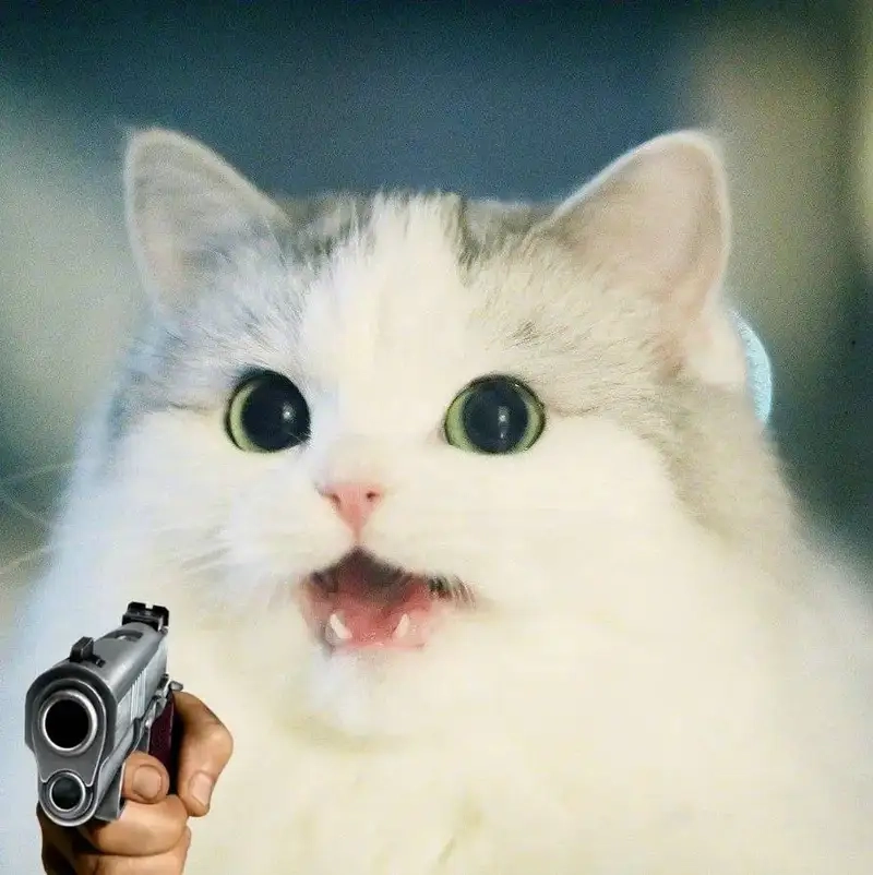 Tổng hợp ảnh mèo meme cầm súng đáng yêu mà không kém phần lầy lội