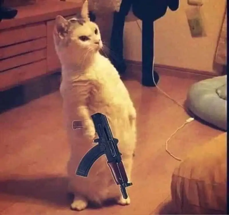 Fan mèo không thể bỏ qua mèo meme cầm súng chất chơi bá đạo