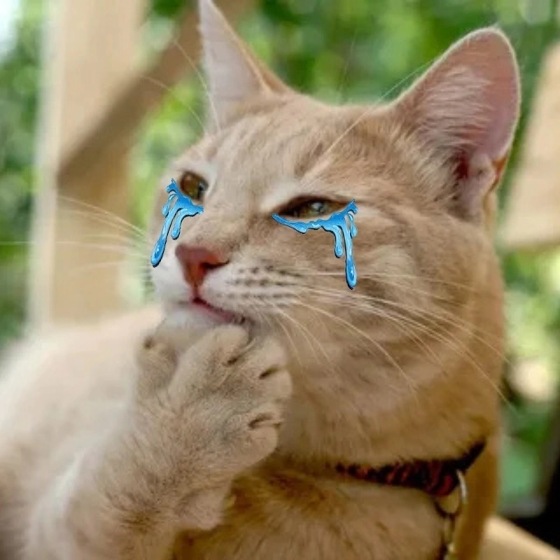 Meme cat cry là gì?