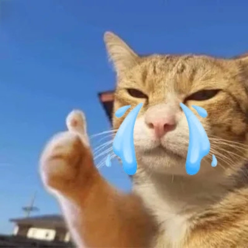 Giải trí bất tận cùng loạt ảnh meme cat crying