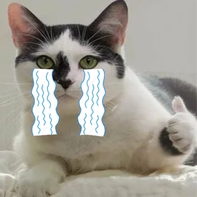 Cười sảng khoái cùng cry meme cat nổi tiếng mạng xã hội