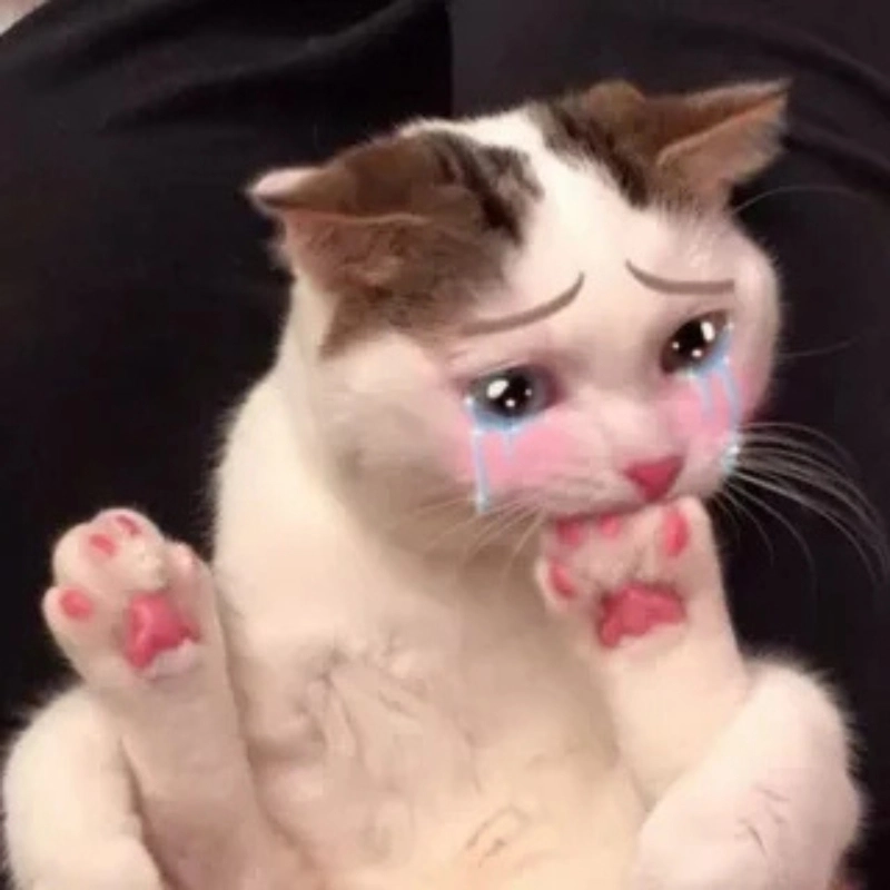 Không nhịn được cười với cat cry when holding phone meme