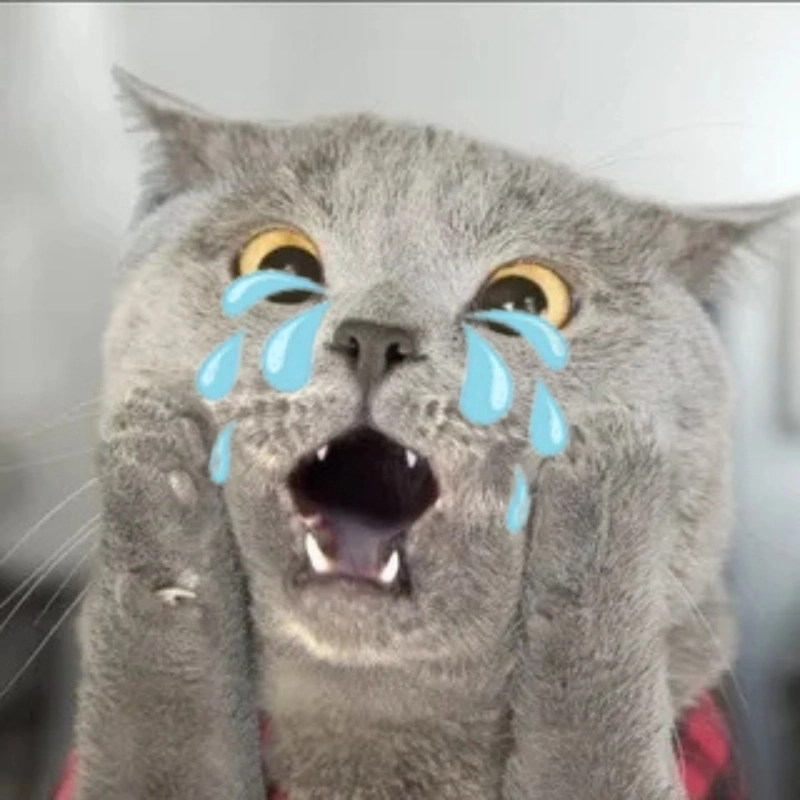 Bộ sưu tập kitten crying cats meme đáng yêu pha lẫn hài hước