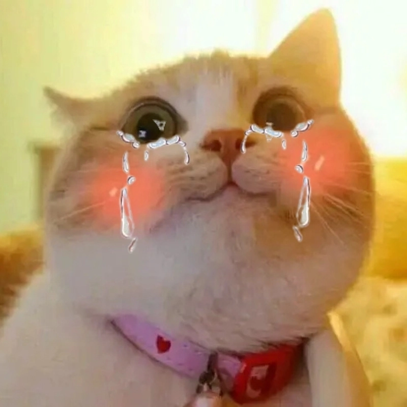 Thả ga chia sẻ cat meme cry cùng bạn bè