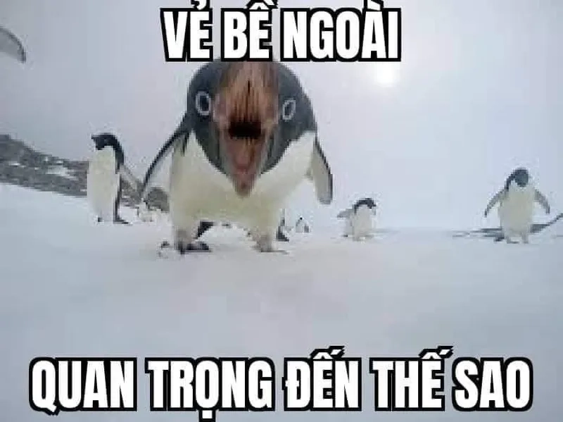 Khám phá trend cánh cụt meme hài hước cực chất cho bạn