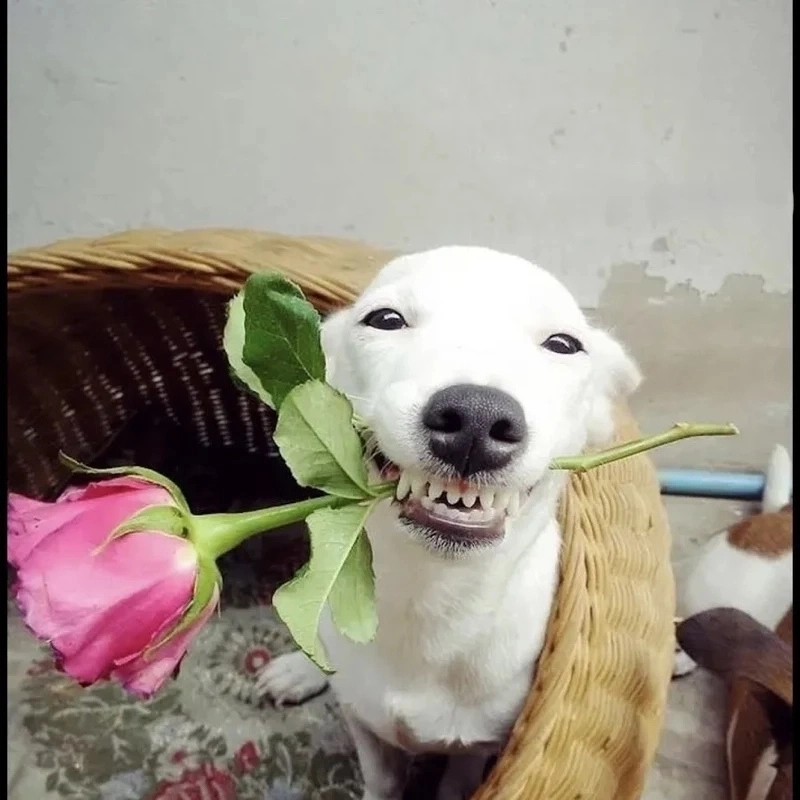 Bộ ảnh siêu hài từ meme chó cheems cực thú vị