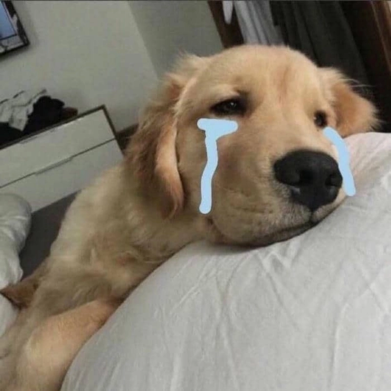 Cười té ghế với cheems meme chó bá đạo nhất