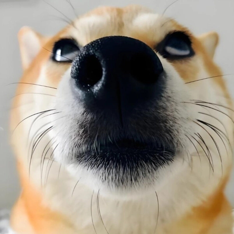 Ngắm Shiba siêu dễ thương qua meme chó shiba